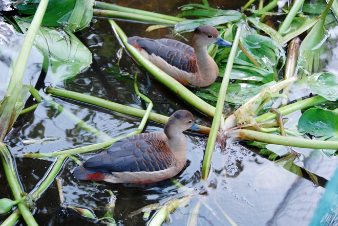 Nuôi chim le le cần chú ý một số điều