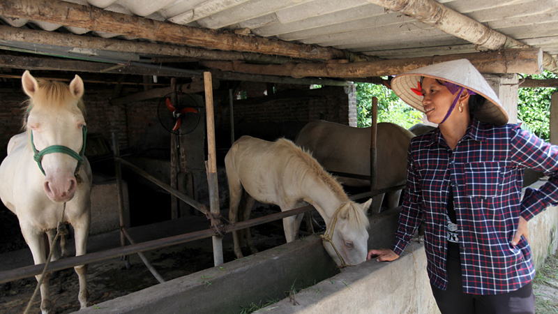 mô hình nuôi ngựa bạch làm giàu