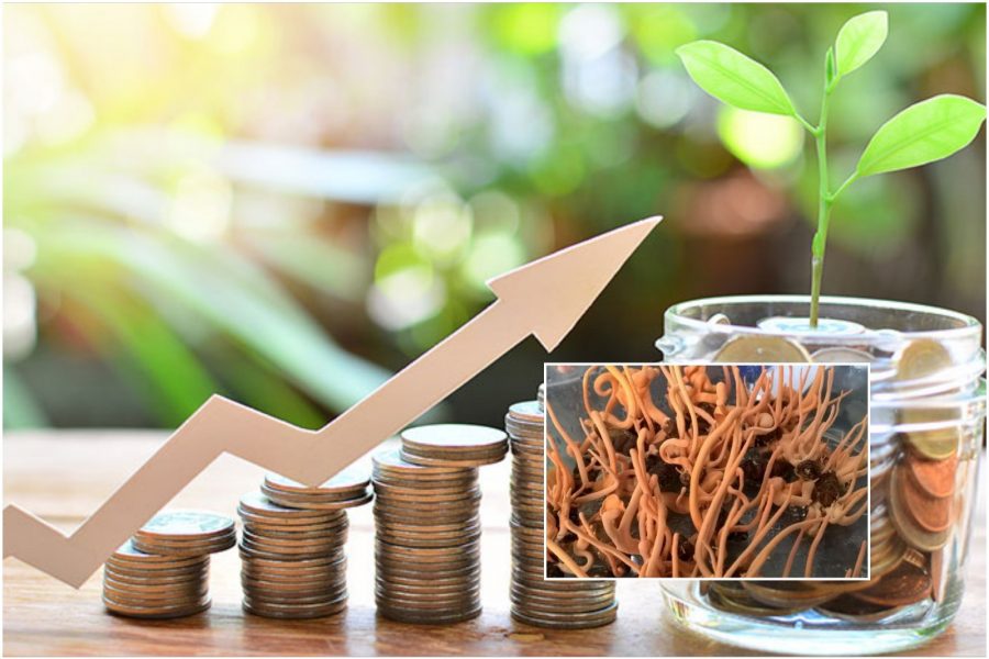 nhà nông làm giàu