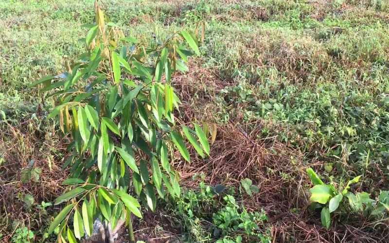 Phân lân giúp tạo rễ và cây sinh trưởng tốt hơn