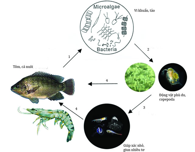 nuôi tôm công nghệ cao