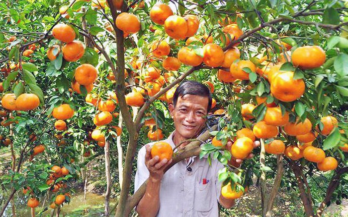 Kỹ thuật trồng quýt hồng