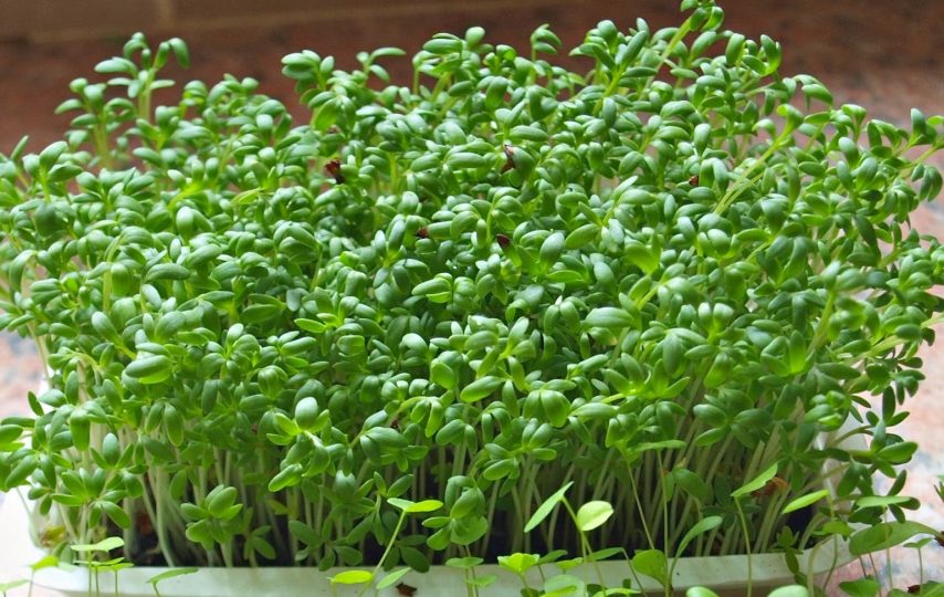 Thu hoạch rau mầm