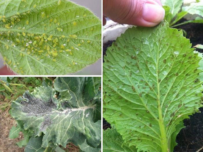 Bệnh ở rau cải ngọt
