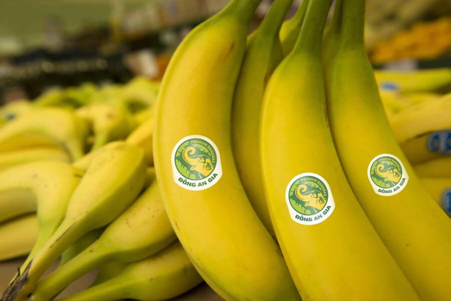 Trồng chuối Mỹ