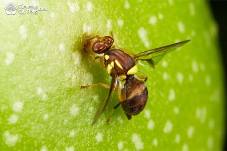 ruồi trái cây (ruồi đục quả) - kỹ thuật trồng gấc bằng hạt