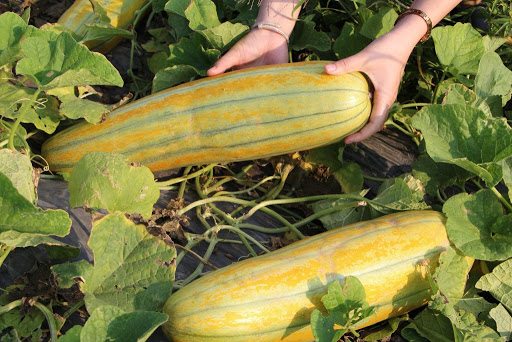 thu hoạch dưa gang - cách trồng dưa gang tại nhà