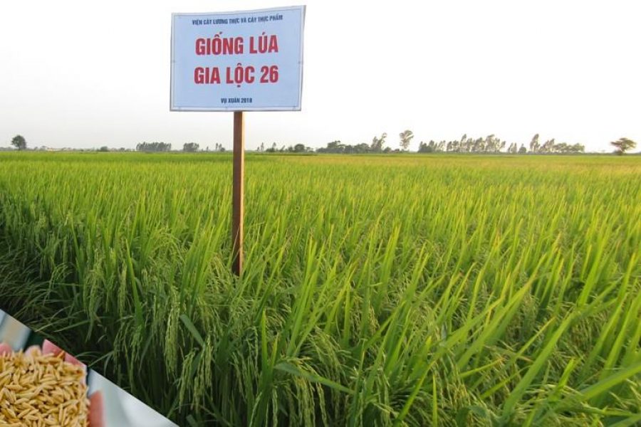 Thóc giống ngày nay