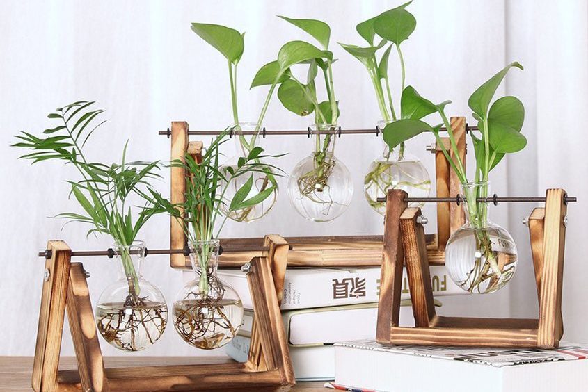 trồng cây thủy canh