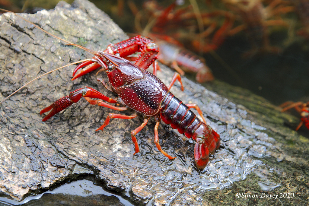 Nuôi tôm hùm nước ngọt