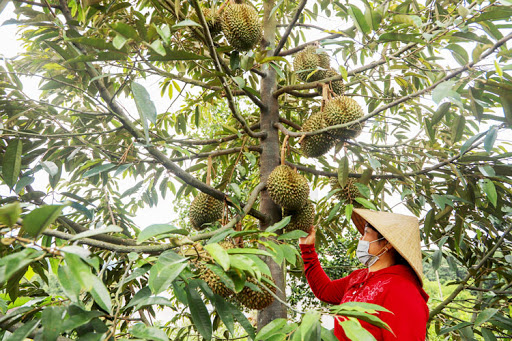 Tỉa lá, cành sầu riêng