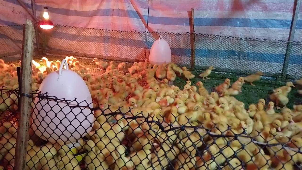 lòng úm vịt con như thế nào