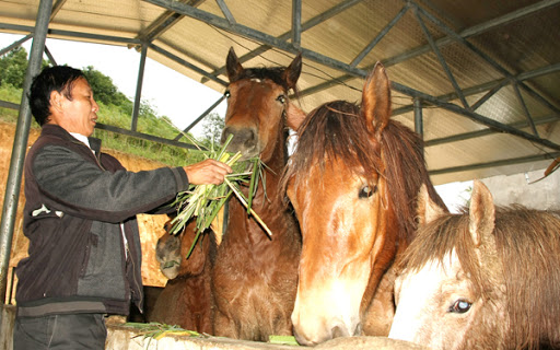 ngựa ăn như thế nào