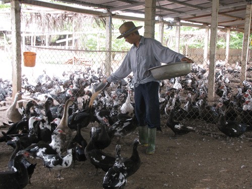 Chuồng nuôi vịt xiêm