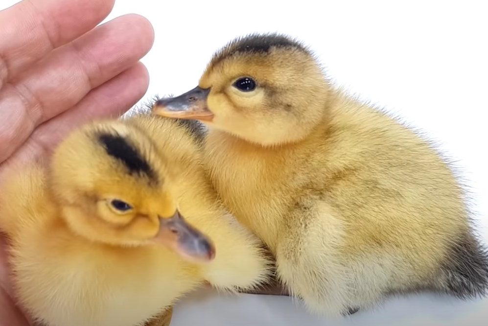 Nuôi vịt con