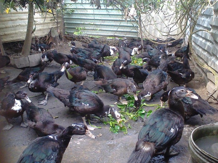 Nhiệt độ chuồng phải phù hợp