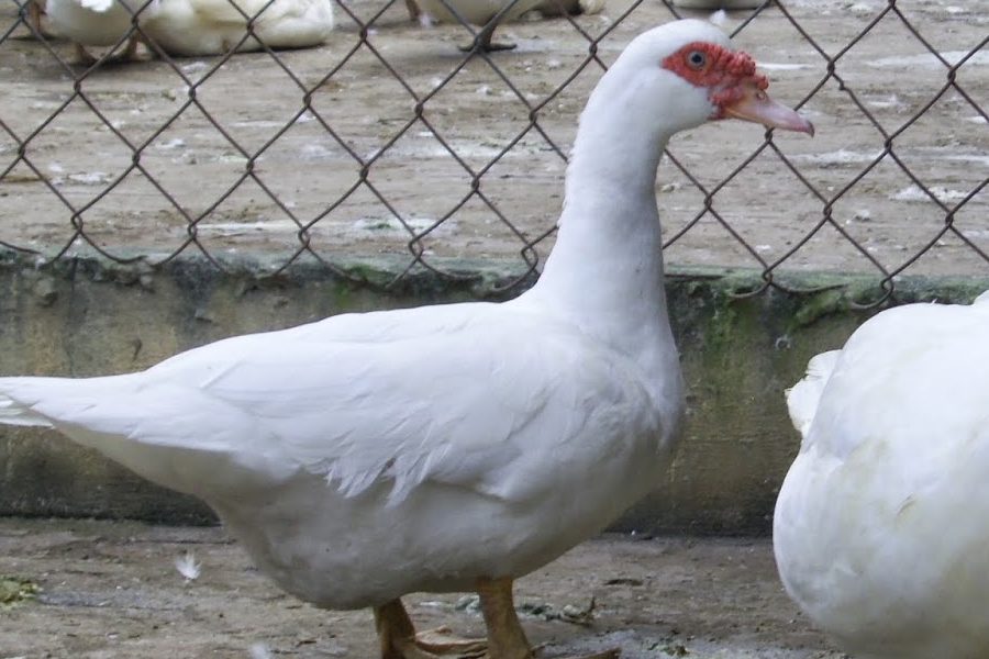 vitk xiêm lai Pháp