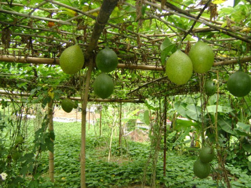 xây dựng giàn leo cho cây theo kỹ thuật trồng gấc
