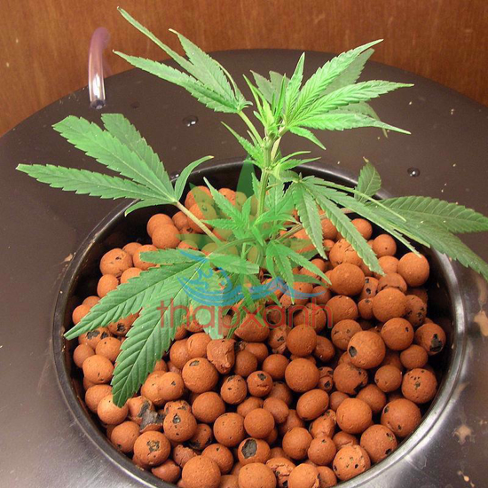 Đất nung dùng để trồng cây