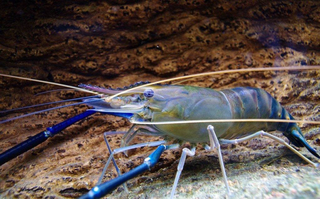 Đặc tính sinh thái của tôm càng xanh