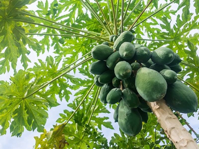 Chăm sóc cây đu đủ