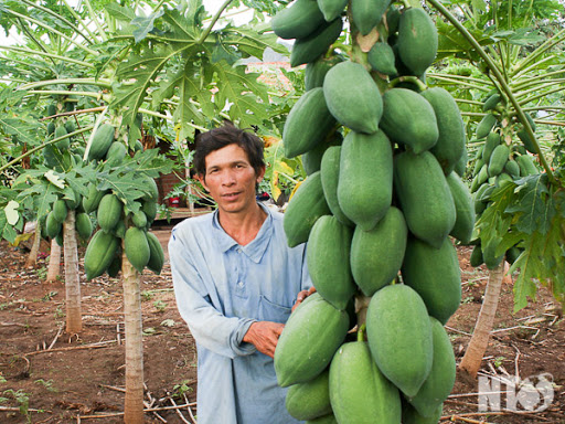 Chăm sóc cây đu đủ