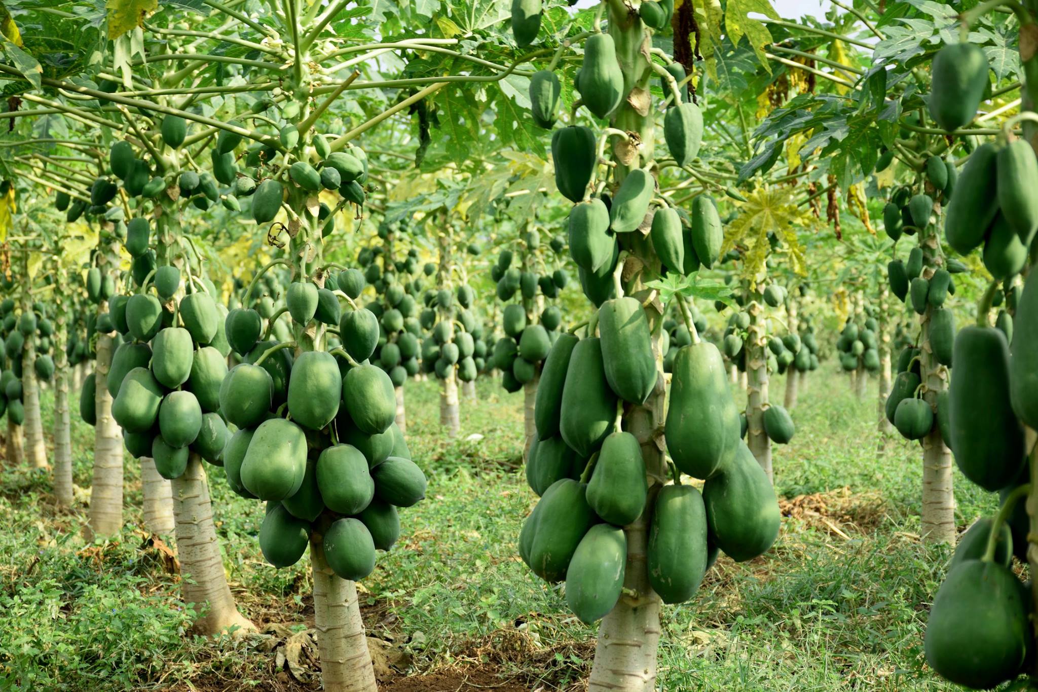 Làm giàu từ kỹ thuật trồng đu đủ lùn Thái Lan