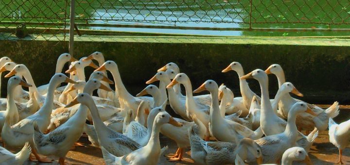 nuôi vịt trên cạn là hướng đi mới
