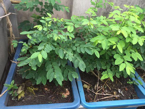 Đất trồng rau ngót