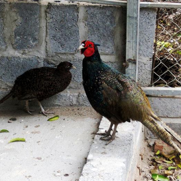 đặc điểm chim trĩ xanh