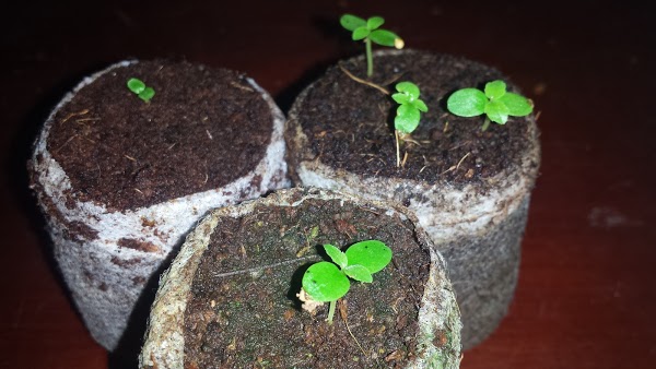 ươm mầm sung mỹ