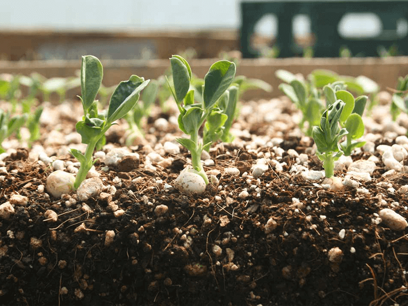 cách ủ phân dê cho cây