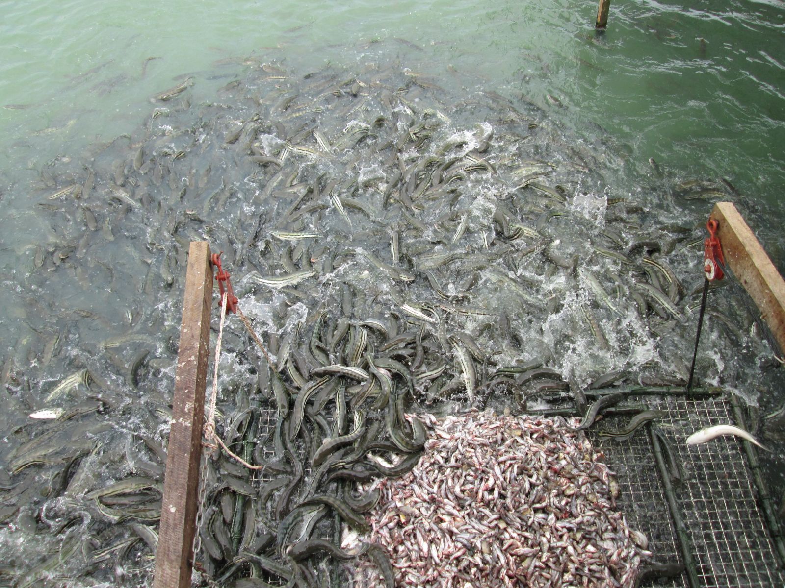 Mật độ nuôi cá lóc đồng