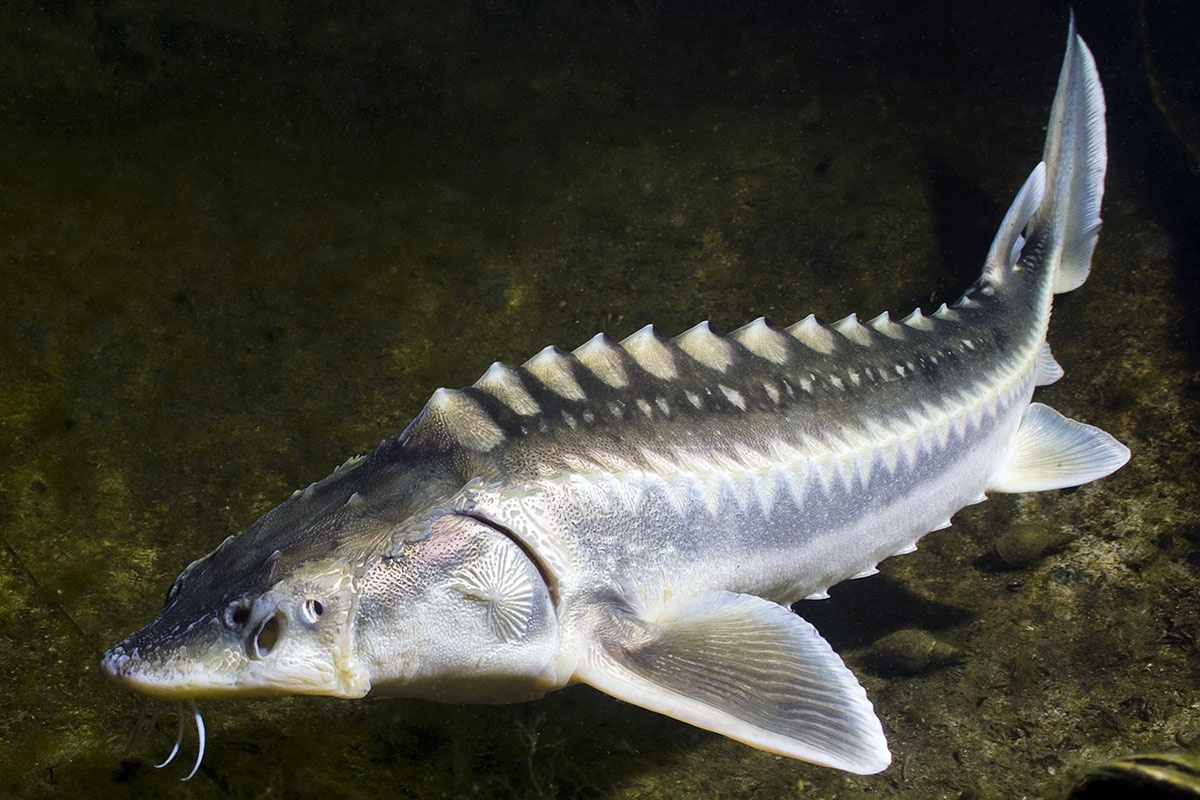 Nuôi cá tầm – “trồng cây” triệu đô ở vùng núi cao