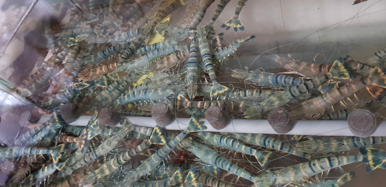 nuôi trồng thủy sản