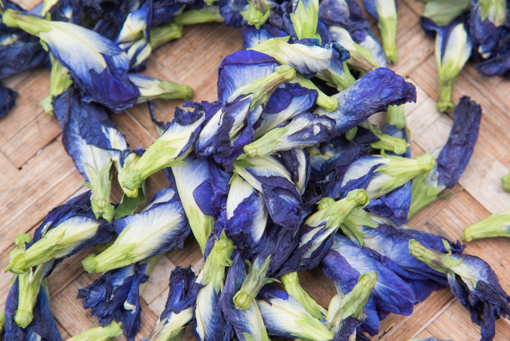 3 công dụng của hoa đậu biếc khiến bạn phải bất ngờ