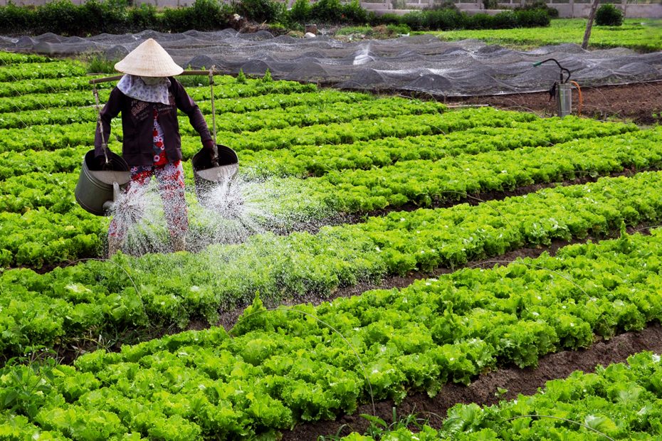 Các cách bón thúc cho cây