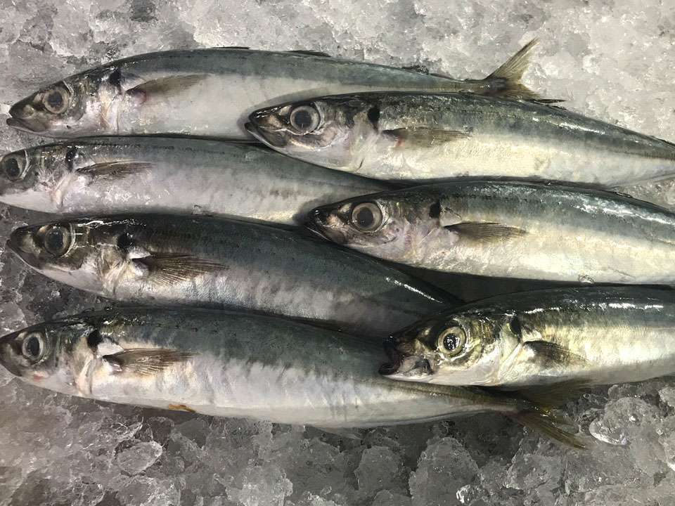 cá nục biển tươi