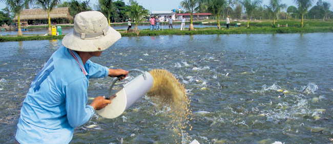 Kỹ thuật nuôi cá trê