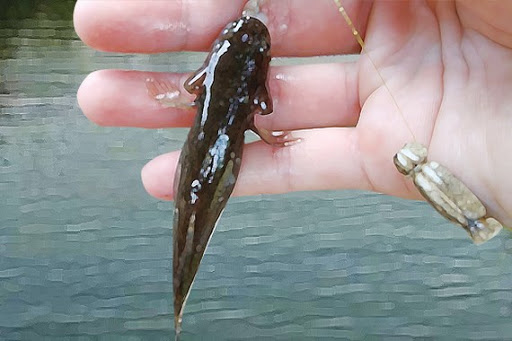 cá bống dừa được bắt như thế nào