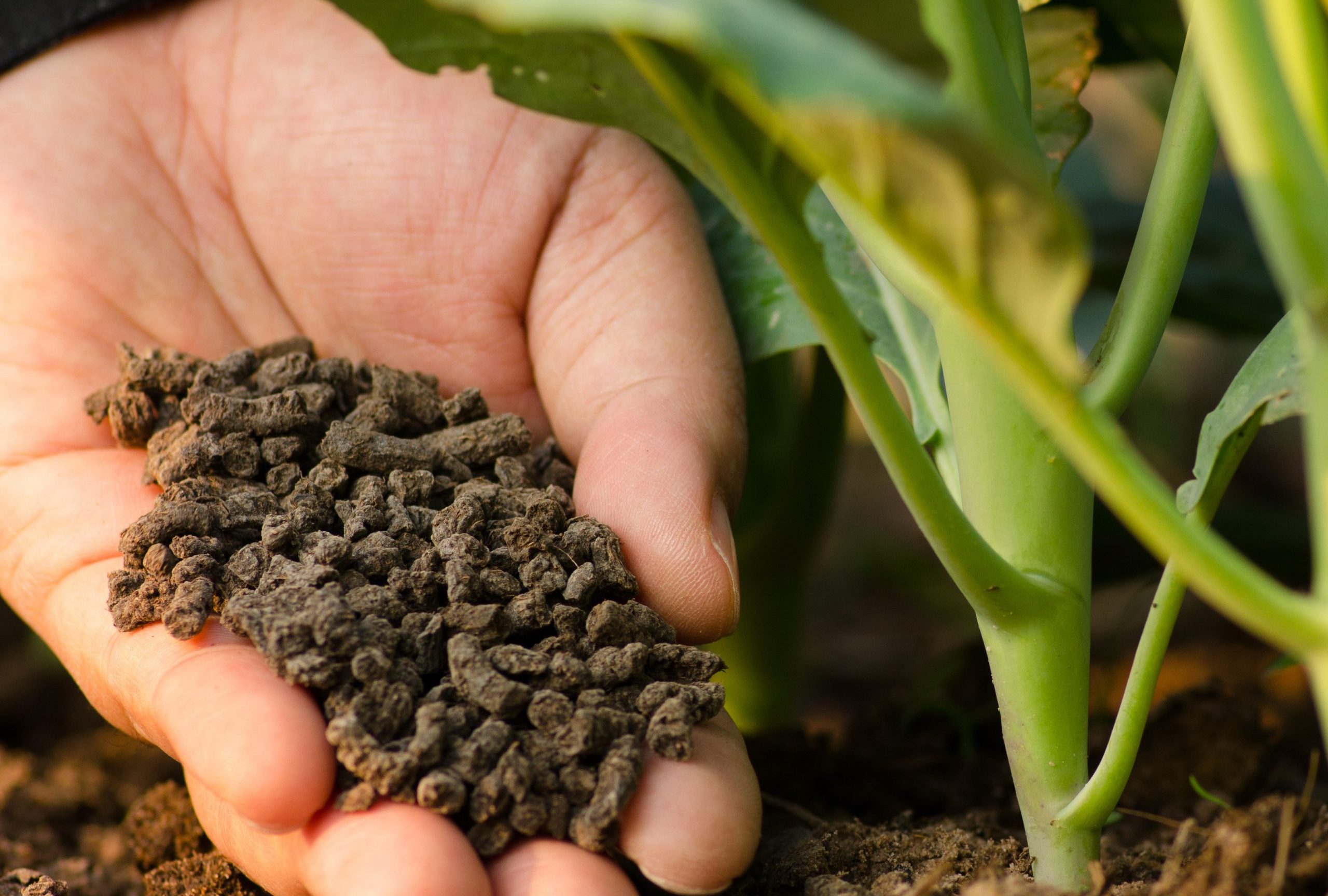 Cách chăm sóc cây mai vàng từ tháng 11 đến tháng 12