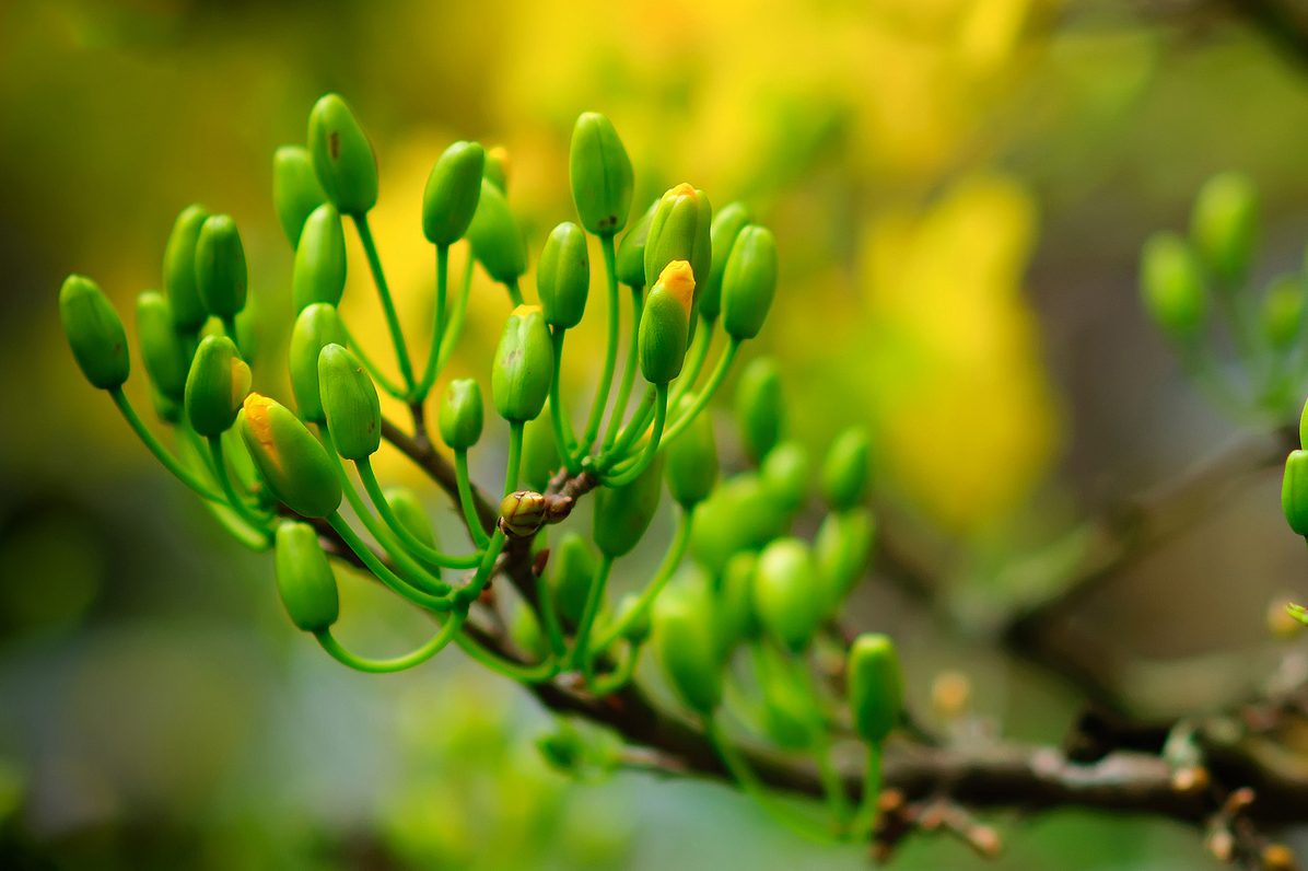 Cách chăm sóc mai vàng từ tháng 1 đến tháng 6 âm lịch