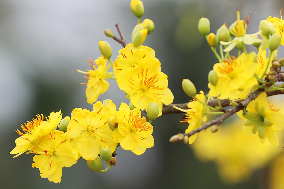 Cách chăm sóc cây mai vàng từ tháng 11 đến tháng 12