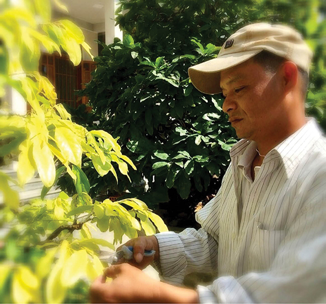 Cách chăm sóc cây mai vàng bị yếu