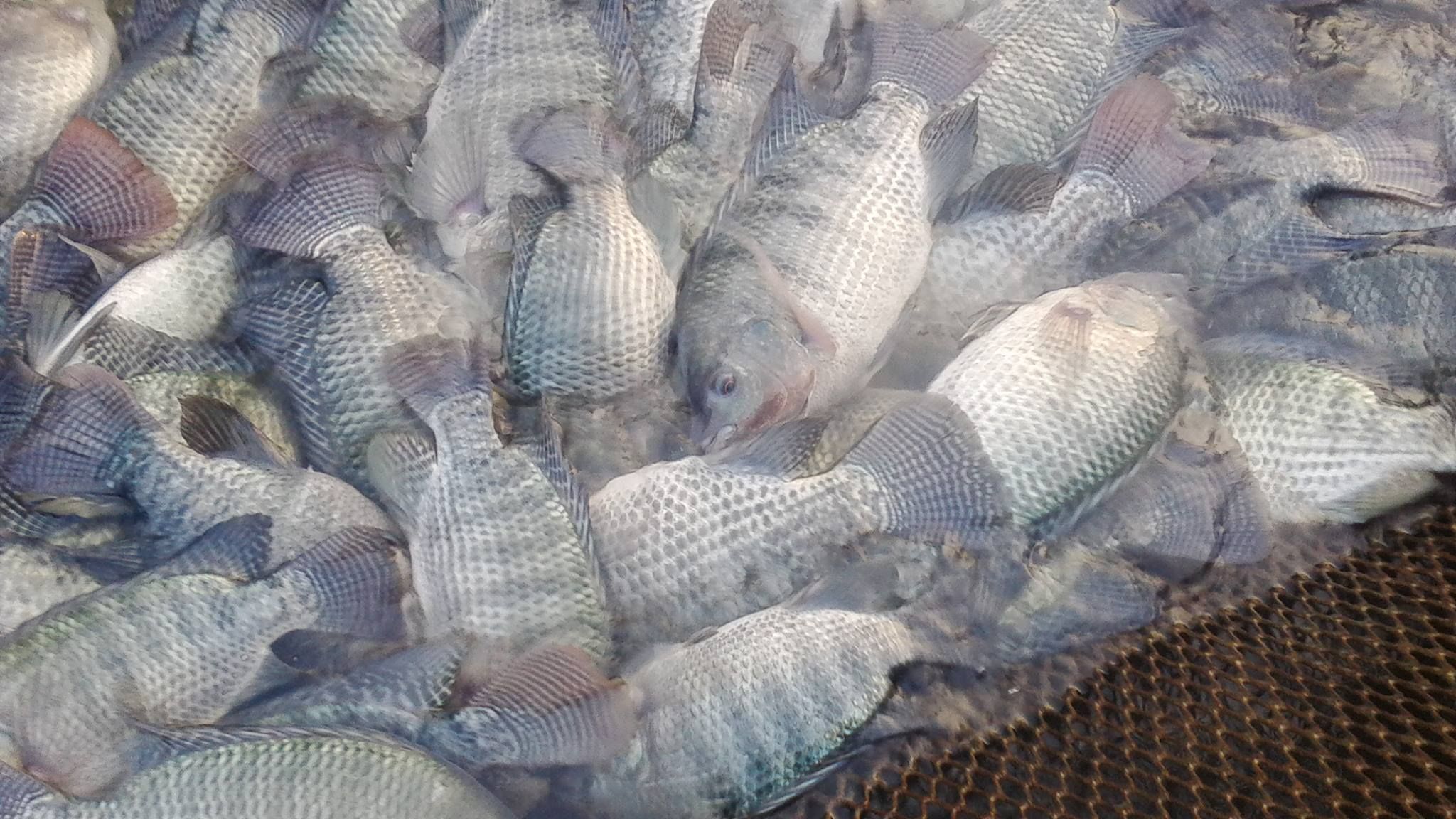 Kỹ thuật nuôi cá rô phi