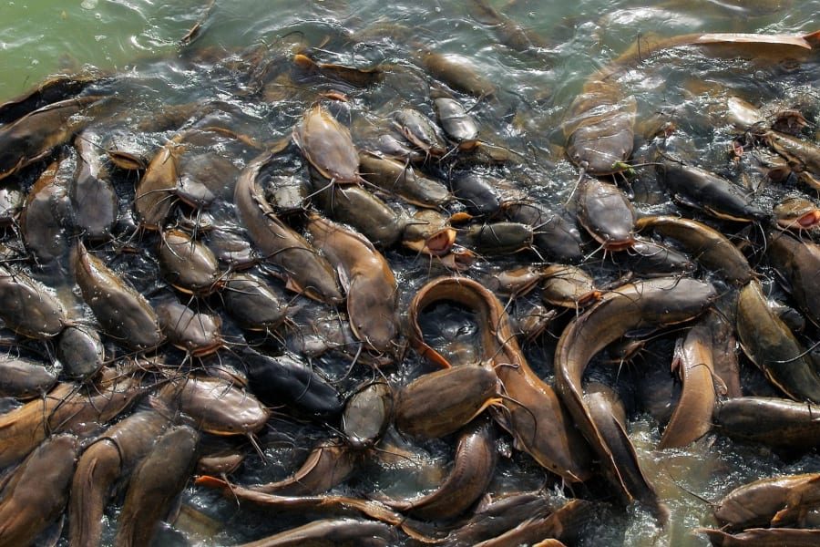 Kỹ thuật nuôi cá trê