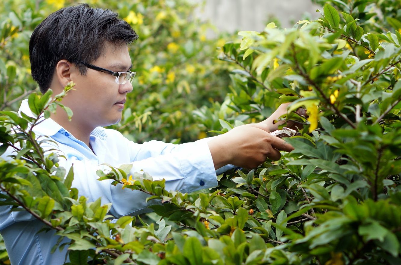 Cây mai vàng bị yếu