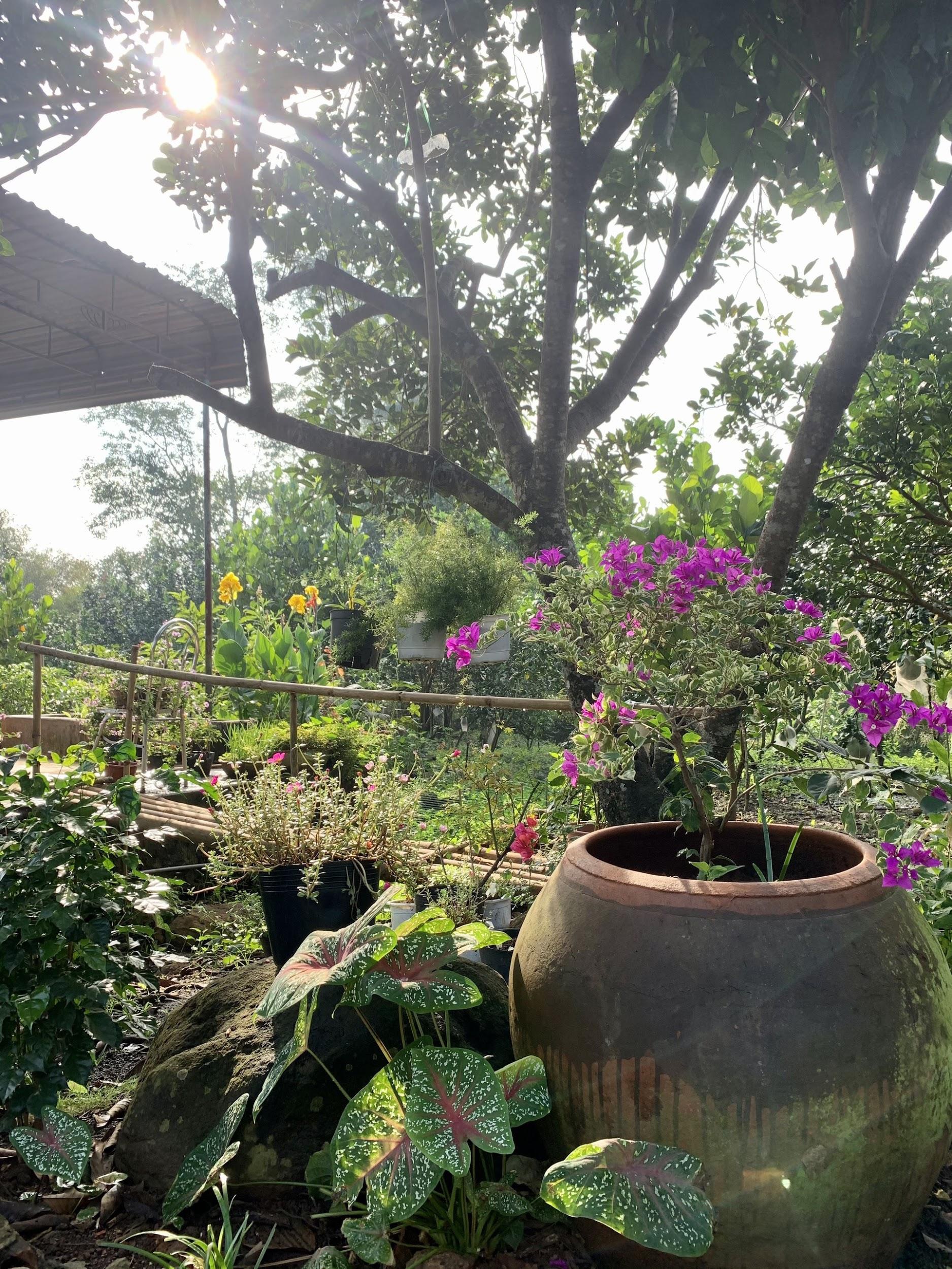 Nhà gỗ vườn đẹp tại Long khánh - Đồng Nai 13