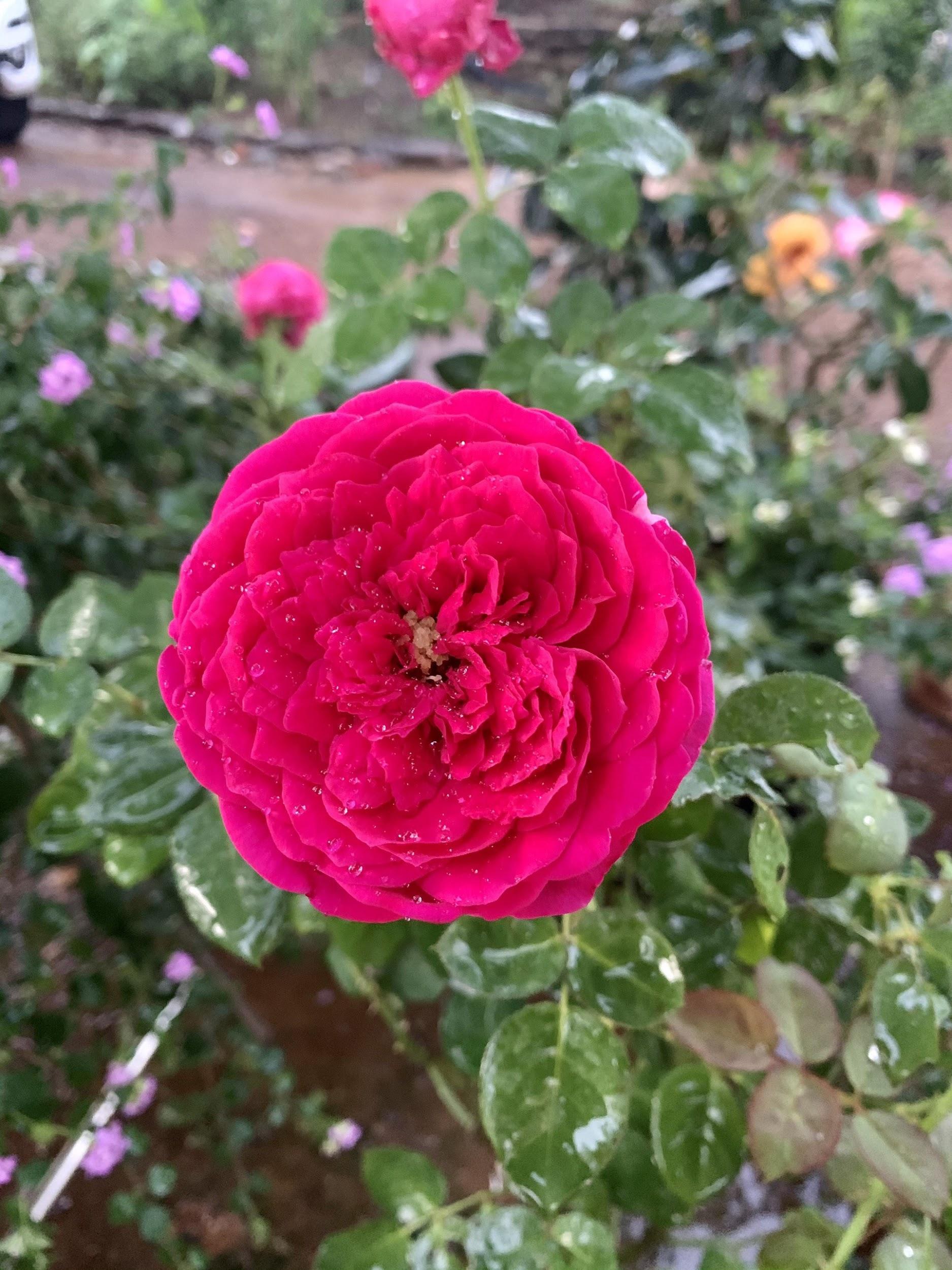 Nhà gỗ vườn đẹp tại Long khánh - Đồng Nai 9