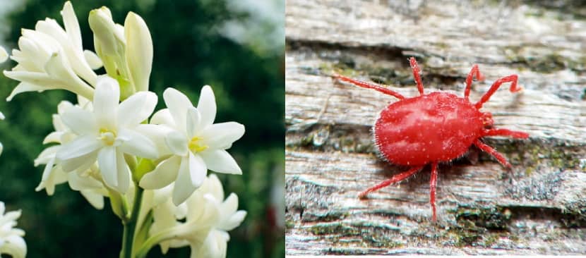 Sâu bệnh hại cây hoa huệ